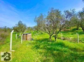 ⫸من BEST EMLAK⫷ مزرعة زيتون محاطة بسياج على الطريق مباشرة في HAVRAN