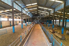 SATILIK HAYVAN TARIM ÇİFTLİĞİ KIRKLARELİ MERKEZ DEĞİRMENCİK K. görsel 9
