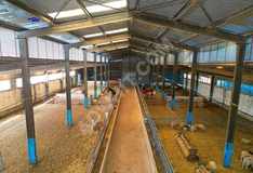 SATILIK HAYVAN TARIM ÇİFTLİĞİ KIRKLARELİ MERKEZ DEĞİRMENCİK K. görsel 8