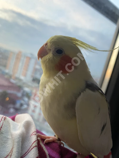 Cockatiel kuşu (Sultan)