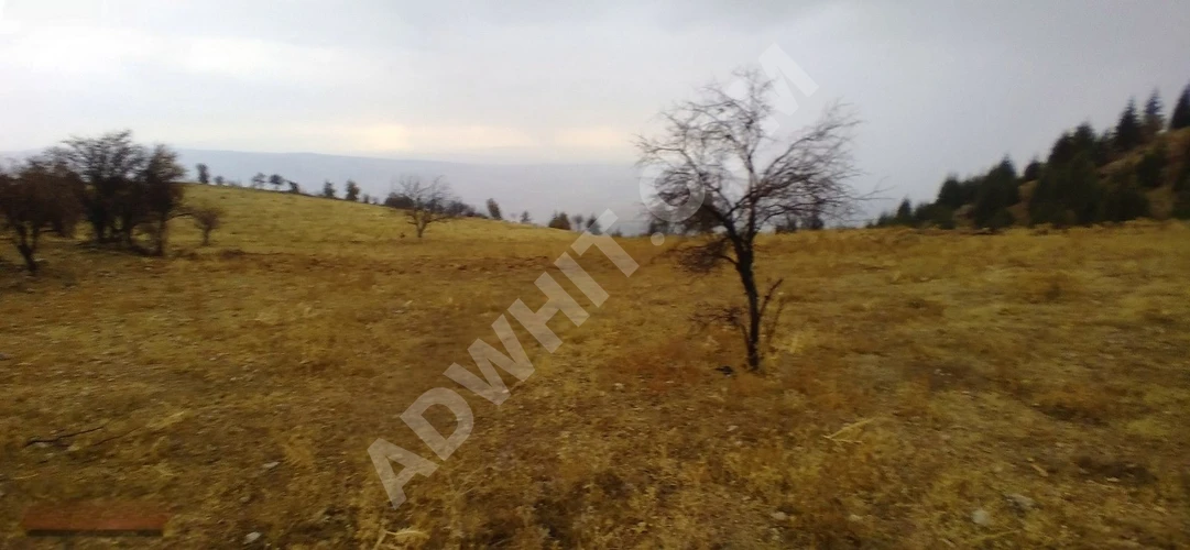 MARAŞ EMLAKTAN KOZLUDERE DE SATILIK 530 M2 TARLA