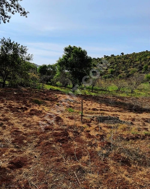 MARAŞ EMLAKTAN ANA YOL KENARI UZUNSÖĞÜT DE SATILIK 5 DÖNÜM BAĞ