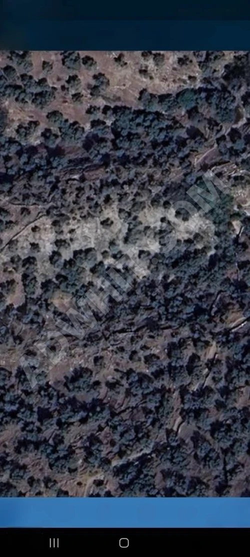 ŞOK FİYATA MUĞLA MİLAS KAYABÜKÜ SATILIK ZEYTİNLİK 1.780 M2