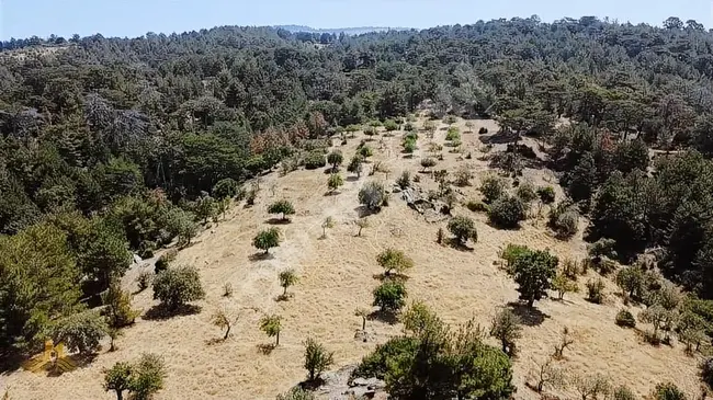 A fruit garden with an area of 16,868 square meters in the Uzunçam area of Aydin Nazilli, has water