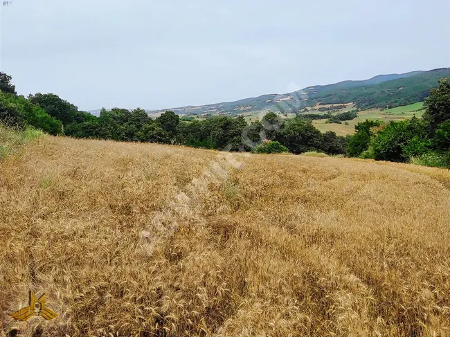 TEKİRDAĞ ŞARKÖY PALAMUT MAH. 5578 M2 TARLA KÖYE 700 METRE MESAFE