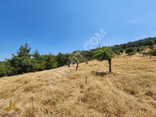 Farmland of 9200 square meters in Afyonkarahisar, Center, Kizildag, only 210,000 Turkish liras