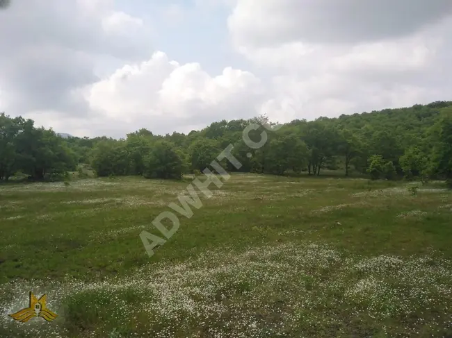 Bursa ORHANELİ GAZİOLUK neighborhood. A 9124 square meter field near the village with a road