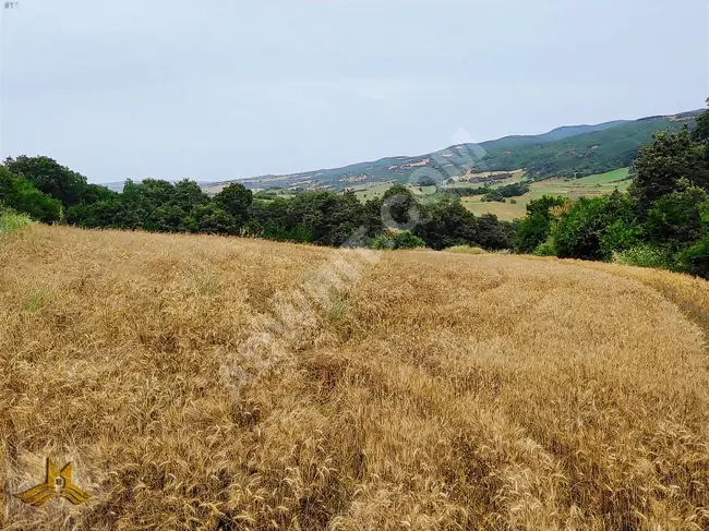 Agricultural land located 700 meters from the village, with an area of 5578 square meters in Tekirdağ - Şarköy, Balamut neighborhood