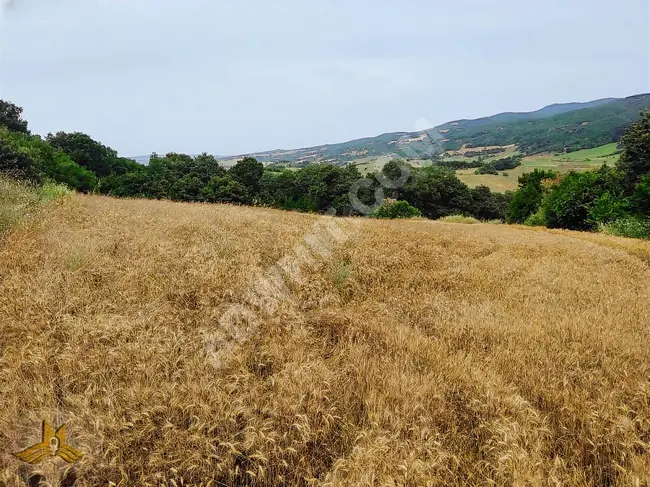 Agricultural land located 700 meters from the village, with an area of 5578 square meters in Tekirdağ - Şarköy, Balamut neighborhood