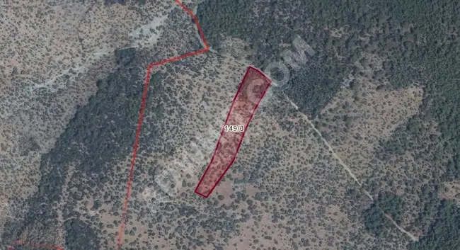 Olive land for sale, Muğla Milas Kızılagaç