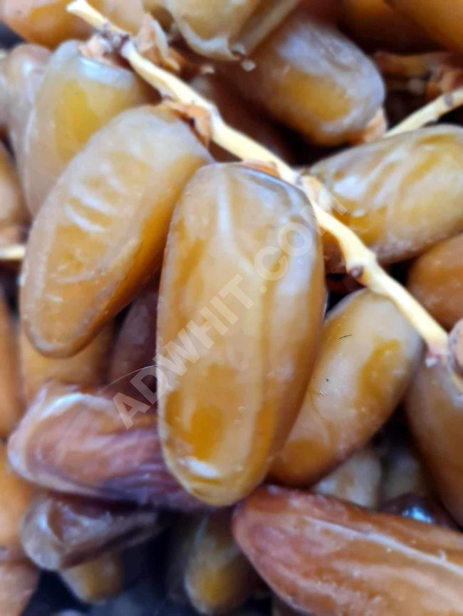 Dates (تمر دقلة) Fresh branch dates (Yaş dalı Hurma) Libya