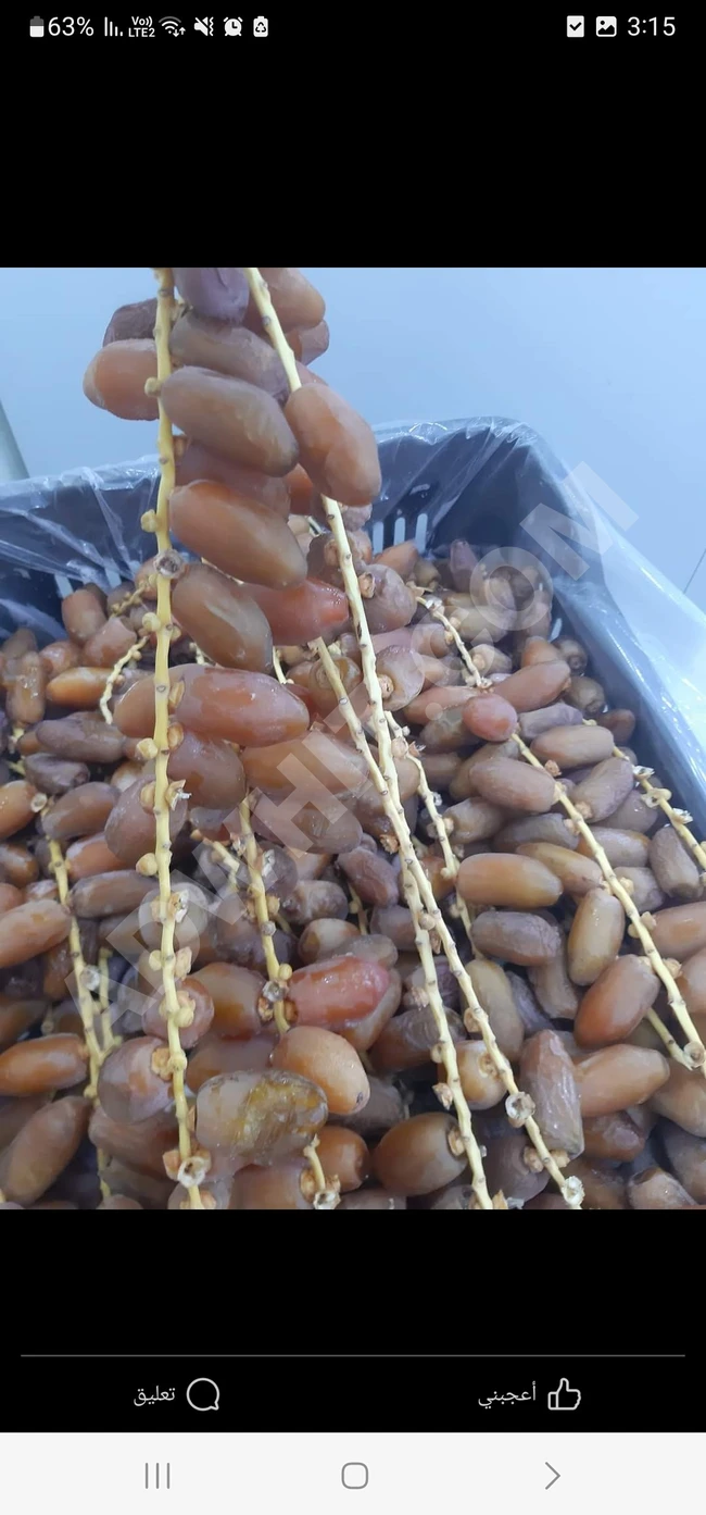 تمر دقلة Dates) Libya Yaş dalı Hurma)