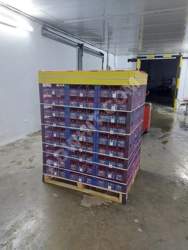 فواكة تركية طازجة الشحن بالطائرة 