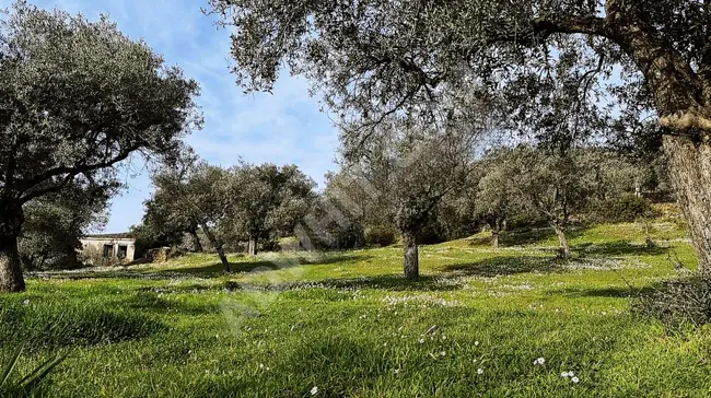 Land for sale with an area of 18200m² (single ownership) planted with olive trees in İZMİR BAYINDIR