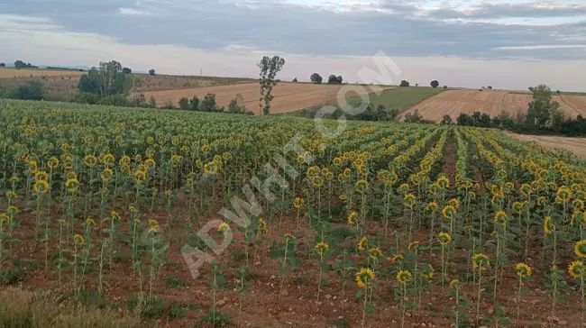 ارض للبيع واجهة أسفلت في حي Kırklareli İnece / Ulukonak