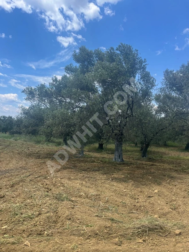 From PINAR EMLAK, agricultural land for sale in SUSURLUK KARAPÜRÇEK as needed