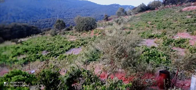 Kavacık köyünde içinde evi olan üzüm bağı