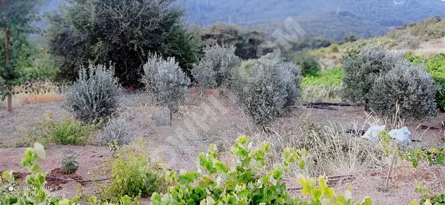 Kavacık köyünde içinde evi olan üzüm bağı