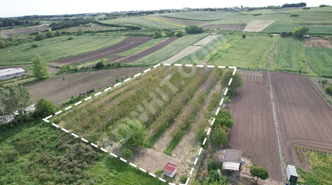 For sale: independent walnut farm land with 270 trees, area of 7276m² in SİLİVRİ YOLÇATI