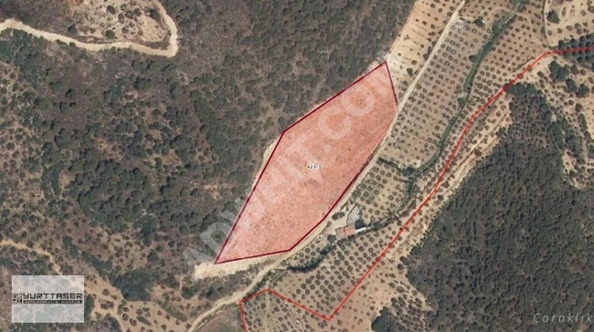 Olive farming land with an area of 12 dunams, with a single ownership deed, located in BALIKESİR BURHANİYE TAYLIELİ