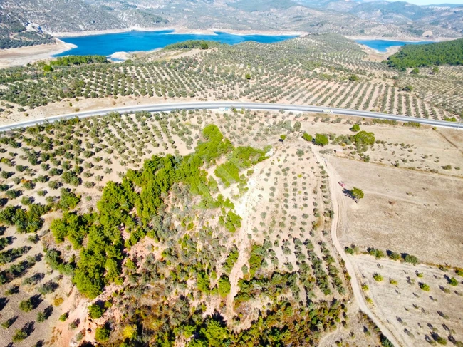 ⫷ The sole agent for sale - Olive land with an area of 11,535 square meters in "KÖYLÜCE"⫸ from AKÇAY BEST EMLAK