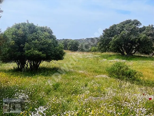 Independent land with an area of 8,664 m² in the AYVACIK ASOS area in KURUOBA