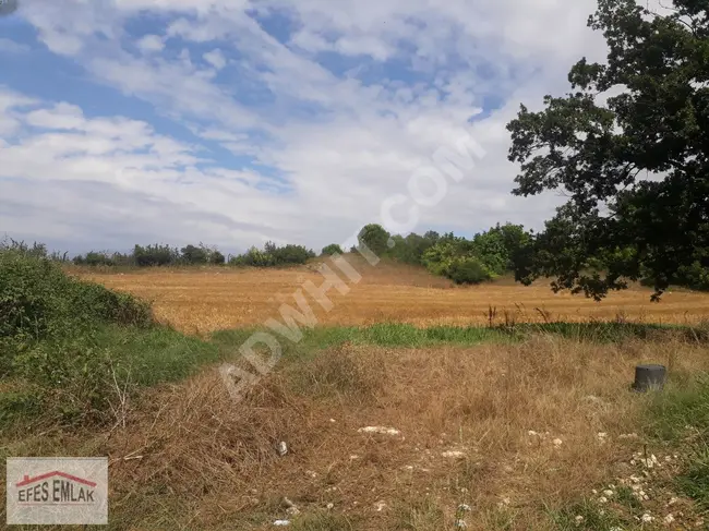 Land for sale with an area of 6,890 square meters in Yalova, in the village of Safran in Ayazma