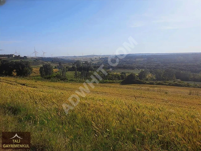 Agricultural land for sale 57 dönüm on the road frontage kadastro in SİLİVRİ kurfalı