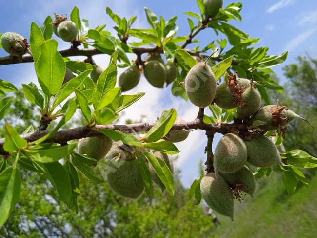 Almond land with an area of 5200 square meters for sale in Marmara Ereğlisi with building permission