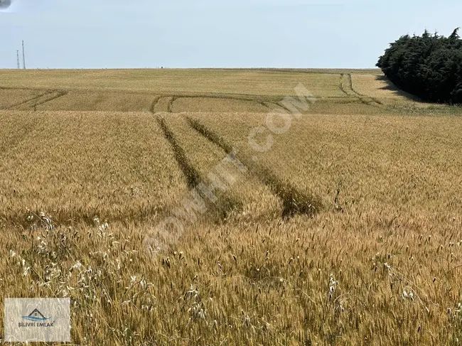 SİLİVRİ FENERDE 100 METRE ASFALT YOLA CEPHE SATILIK TARLA