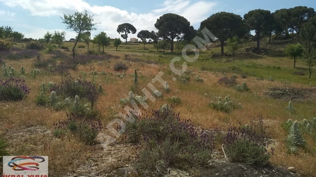 MUĞLA MİLASTA DOĞAYLA İÇ İÇE VİLLALIK 1700 M2 ARSA