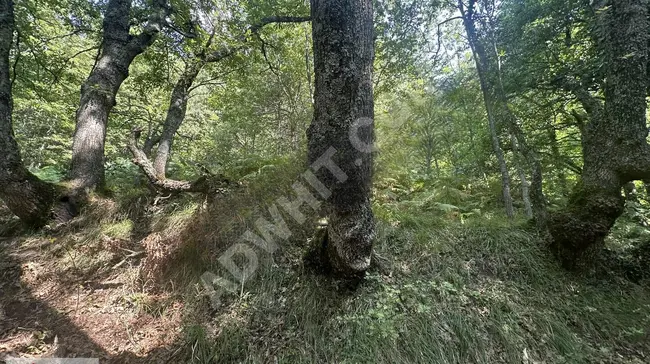 YENİ'DEN İZNİK'TE OSMANİYE 2147M2 RESMİ YOLLU TARLA GÖL MANZARAL