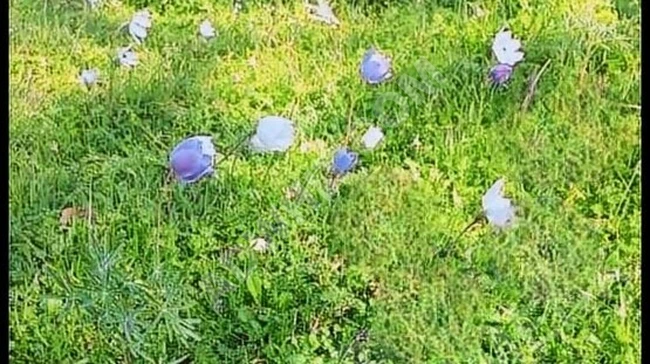 Agricultural land measuring 1320m² in the village of ANTALYA GÜNDOĞMUŞ NARAĞACI