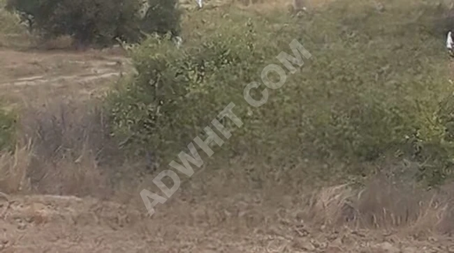 Cheap agricultural land suitable for commercial investment located in the area of EDİRNE HAVSA