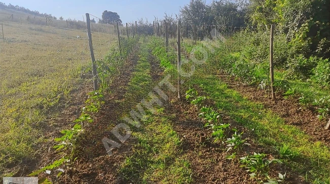 Bursa İznik Mecidiyede Satılık MüstakilTarla Bilgiler Açıklamada