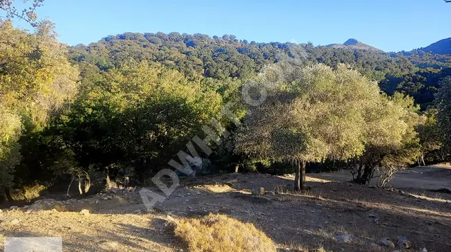 Olive land outside the investment area on the road in RIHYA