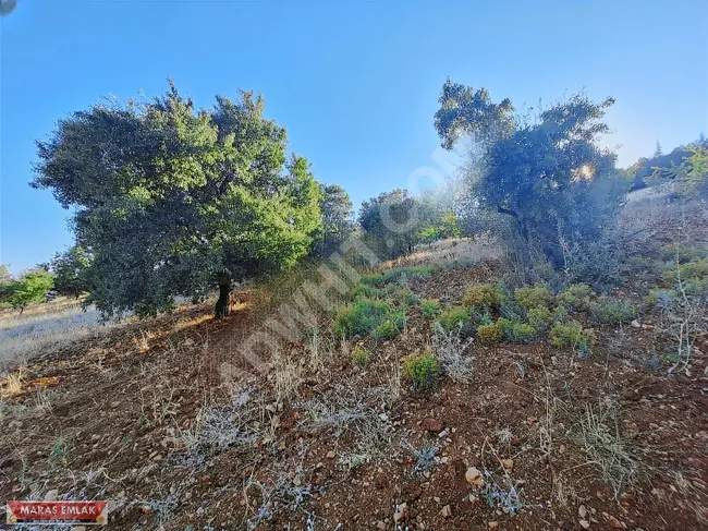 MARAŞ EMLAKTAN AYAKLICAOLUK TA SATILIK TEK TAPU BAĞ