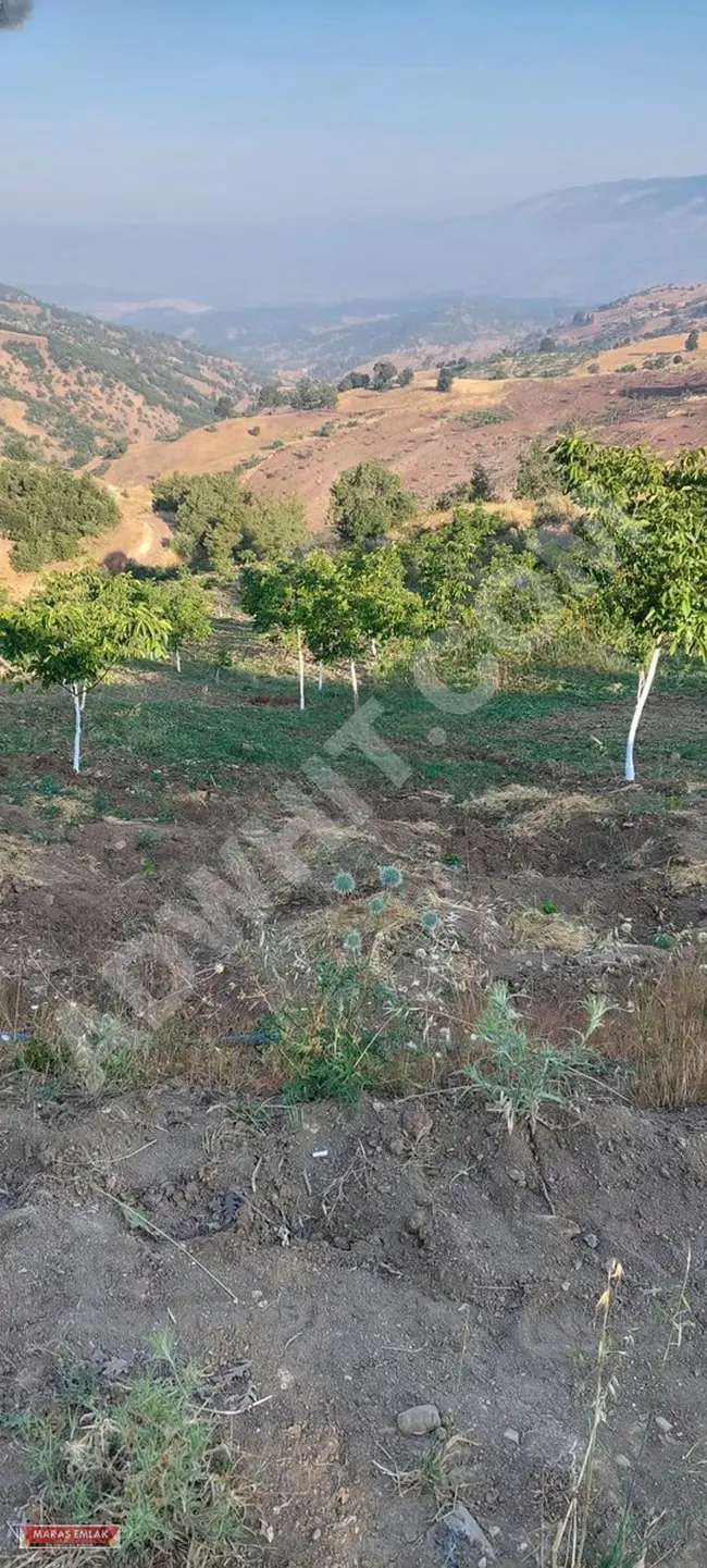 Land for sale with an area of 9 dunams in the KUZUCAK neighborhood from MARAŞ EMLAK