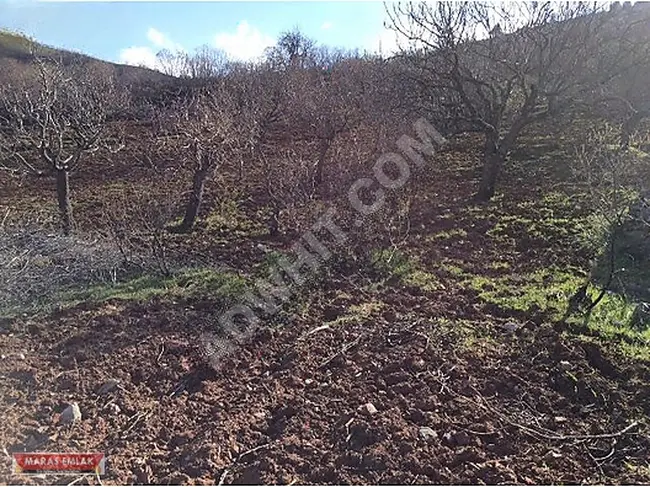 Agricultural land with a single title deed for sale in UZUN SÖĞÜT from MARAŞ EMLAK