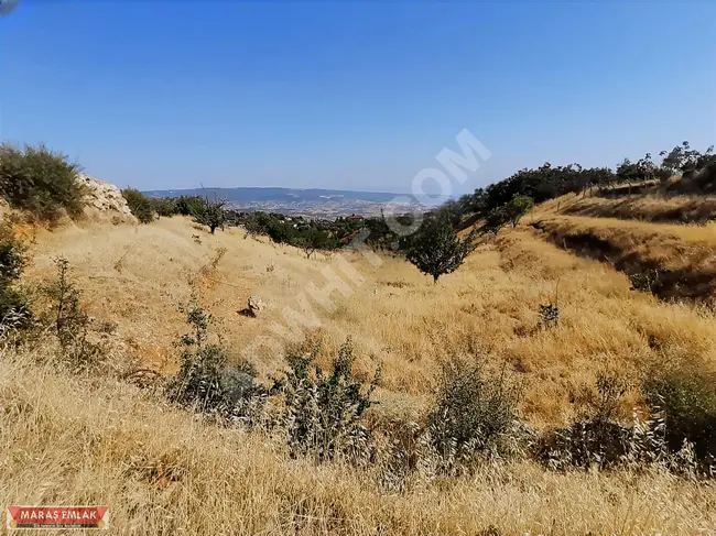 2780 square meters of vineyard planted in GAFARLI