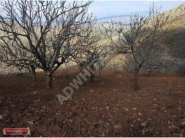 Agricultural land with a single title deed for sale in UZUN SÖĞÜT from MARAŞ EMLAK