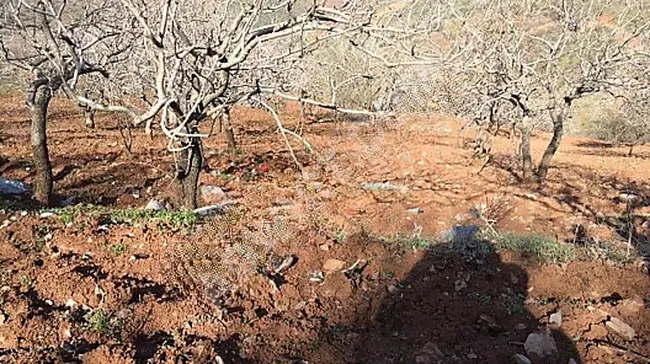 MARAŞ EMLAKTAN UZUN SÖĞÜTTE SATILIK TEK TAPU TARLA