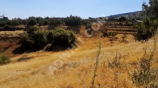 2780 square meters of vineyard planted in GAFARLI