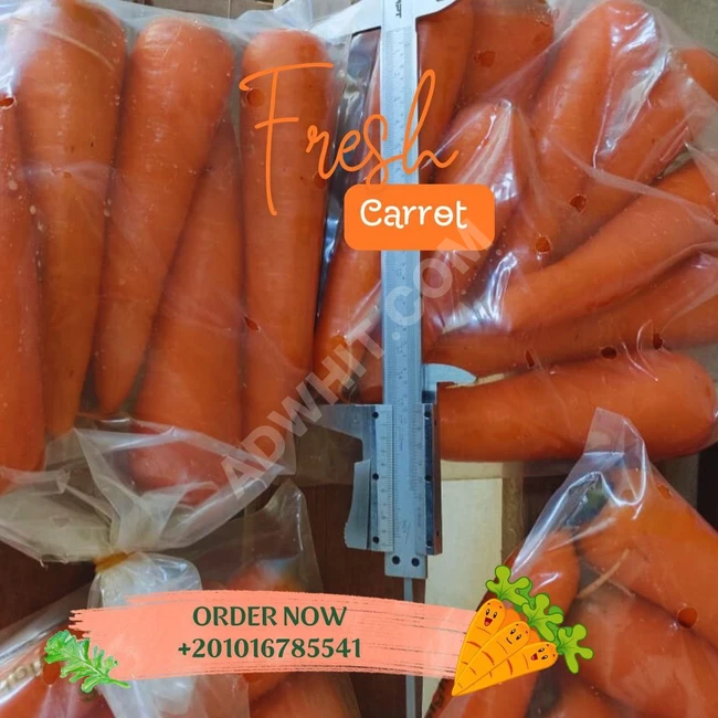 fresh carrot