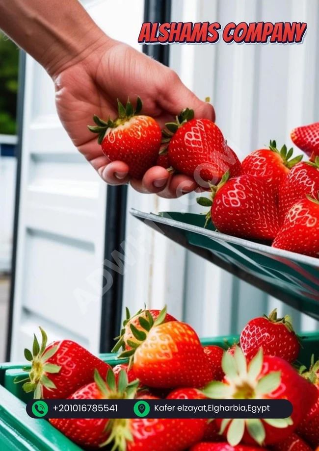 fresh strawberry