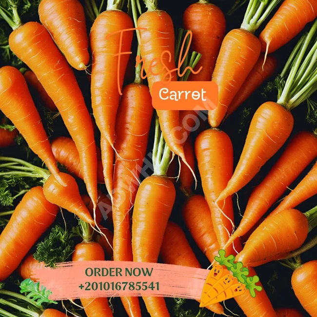 fresh carrot