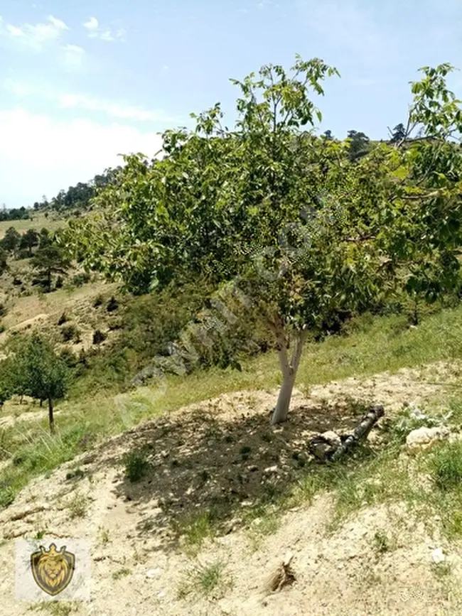 Fruit orchard for sale with an area of 19,200 square meters in the village of MUT ÖZLÜ, with the possibility of exchange with a car.