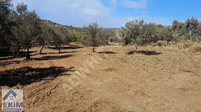 Olive and Walnut Garden for Sale, covering an area of 15,435 square meters, in the village of EZINE KEMALLI.