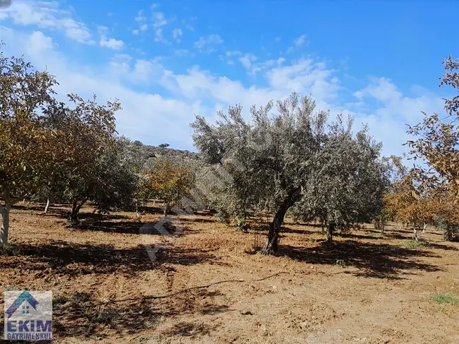 Olive and Walnut Garden for Sale, covering an area of 15,435 square meters, in the village of EZINE KEMALLI.