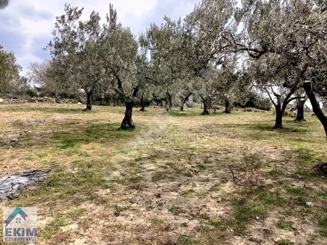 Land for Olive Cultivation for Sale, Overlooking the Strait, in the Village of EZİNE KEMALLI